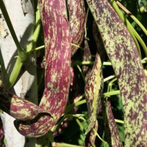 Langenauer Stangenbohne Pole Bean Heirloom Seeds. Grown in Sudbury, Ontario, Canada. Organically Grown. Heritage Hobby Seed Ark.