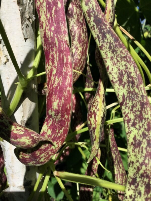 Langenauer Stangenbohne Pole Bean Heirloom Seeds. Grown in Sudbury, Ontario, Canada. Organically Grown. Heritage Hobby Seed Ark.