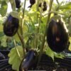 Heart of the North Eggplant Heirloom Seeds Grown in Sudbury, Ontario, Canada. Grown Organically. Heritage Hobby Seed Ark.