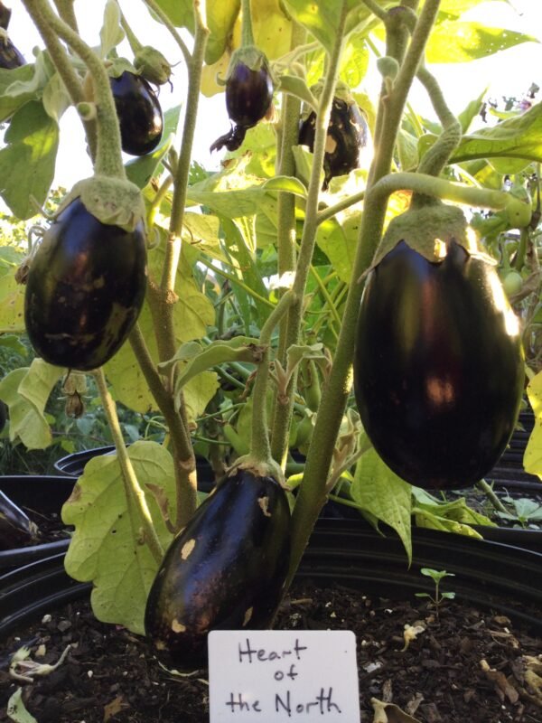 Heart of the North Eggplant Heirloom Seeds Grown in Sudbury, Ontario, Canada. Grown Organically. Heritage Hobby Seed Ark.