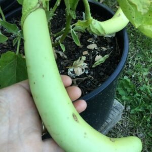 Thai Long Green Eggplant Heirloom Seeds Grown in Sudbury, Ontario, Canada. Grown Organically. Heritage Hobby Seed Ark.