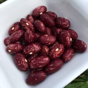 Llaminera Pole Bean Heirloom Seeds. Grown in Sudbury, Ontario, Canada. Organically Grown. Heritage Hobby Seed Ark.