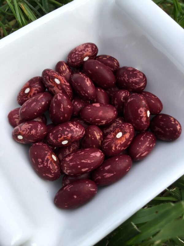 Llaminera Pole Bean Heirloom Seeds. Grown in Sudbury, Ontario, Canada. Organically Grown. Heritage Hobby Seed Ark.