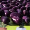 Prince Purple Bush Bean Heirloom Seed Grown in Sudbury, Ontario, Canada. Grown Organically. Heritage Hobby Seed Ark.