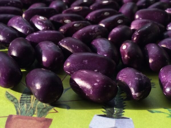 Prince Purple Bush Bean Heirloom Seed Grown in Sudbury, Ontario, Canada. Grown Organically. Heritage Hobby Seed Ark.