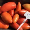 Long Tom Tomato Heirloom Seeds Grown in Sudbury, Ontario, Canada. Grown Organically. Heritage Hobby Seed Ark.