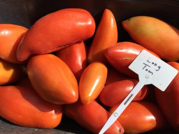 Long Tom Tomato Heirloom Seeds Grown in Sudbury, Ontario, Canada. Grown Organically. Heritage Hobby Seed Ark.