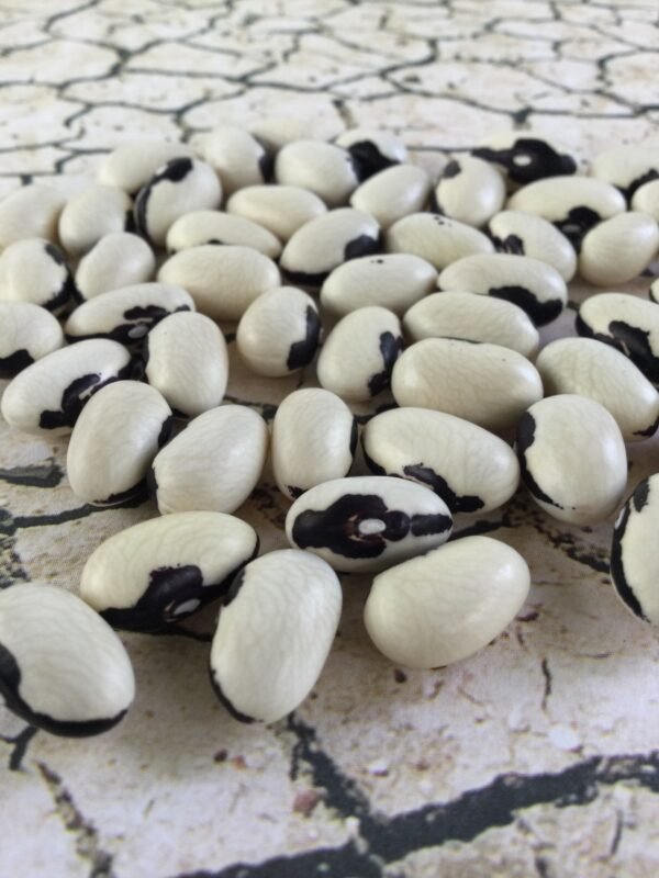 Lastochka Bush Bean Heirloom Seeds. Grown in Sudbury, Ontario, Canada. Organically Grown. Heritage Hobby Seed Ark.