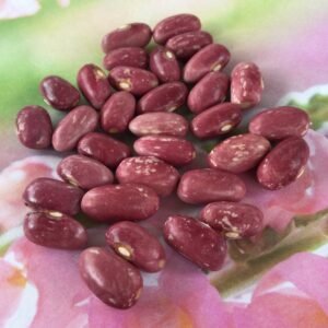 Princess Rose Bush Bean Heirloom Seed Grown in Sudbury, Ontario, Canada. Grown Organically. Heritage Hobby Seed Ark.