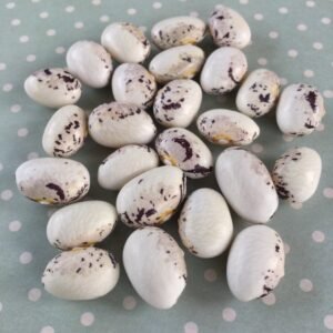 Fagiola di Angelo Pole Bean Heirloom Seeds. Grown in Sudbury, Ontario, Canada. Organically Grown. Heritage Hobby Seed Ark.