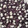 Lucie Pole Bean Heirloom Seeds. Grown in Sudbury, Ontario, Canada. Organically Grown. Heritage Hobby Seed Ark.