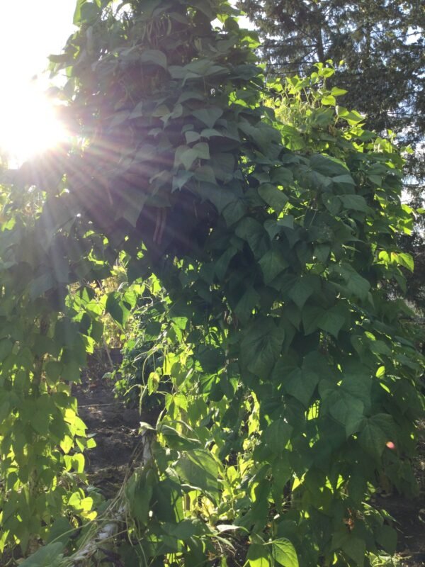 Mongeta Facciosa Pole Bean Heirloom Seeds. Grown in Sudbury, Ontario, Canada. Organically Grown. Heritage Hobby Seed Ark.