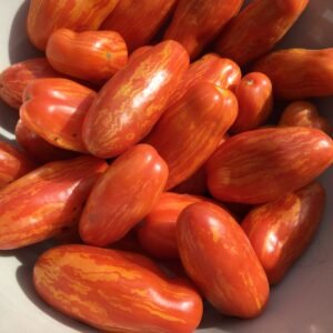 Sherkhan Tomato Heirloom Seeds Grown in Sudbury, Ontario, Canada. Grown Organically. Heritage Hobby Seed Ark.