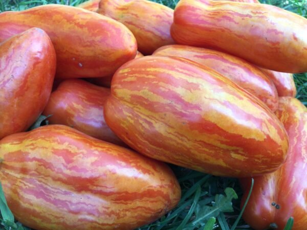 Pederson's Beefsteak Tomato Heirloom Seeds Grown in Sudbury, Ontario, Canada. Grown Organically. Heritage Hobby Seed Ark.