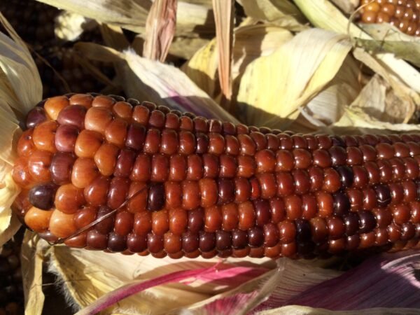 Rootbeer Popcorn Seeds Heirloom Seeds Grown in Sudbury, Ontario, Canada. Grown Organically. Heritage Hobby Seed Ark.