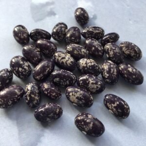 Schwarze Witwe Pole Bean Heirloom Seeds Grown in Sudbury, Ontario, Canada. Grown Organically. Heritage Hobby Seed Ark.