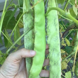 Grandma Gina's Pole Bean Heirloom Seeds. Grown in Sudbury, Ontario, Canada. Organically Grown. Heritage Hobby Seed Ark.