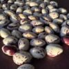 Stephano D'Aventi Borlotti Pole Bean Heirloom Seeds Grown in Sudbury, Ontario, Canada. Grown Organically. Heritage Hobby Seed Ark.