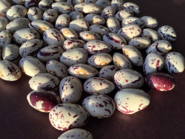 Stephano D'Aventi Borlotti Pole Bean Heirloom Seeds Grown in Sudbury, Ontario, Canada. Grown Organically. Heritage Hobby Seed Ark.