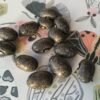 Gray Mountain Pole Bean Heirloom Seeds Grown in Sudbury, Ontario, Canada. Grown Organically. Heritage Hobby Seed Ark.