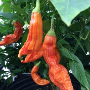 Sugar Rush Stripey Pepper Heirloom Seeds Grown in Sudbury, Ontario, Canada. Grown Organically. Heritage Hobby Seed Ark.