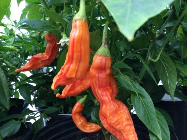 Sugar Rush Stripey Pepper Heirloom Seeds Grown in Sudbury, Ontario, Canada. Grown Organically. Heritage Hobby Seed Ark.