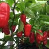 Zavory Pepper Heirloom Seeds Grown in Sudbury, Ontario, Canada. Grown Organically. Heritage Hobby Seed Ark.