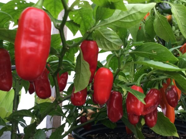 Zavory Pepper Heirloom Seeds Grown in Sudbury, Ontario, Canada. Grown Organically. Heritage Hobby Seed Ark.