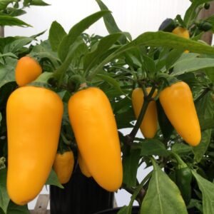 Lemon Spice Jalapeno Pepper Heirloom Seeds Grown in Sudbury, Ontario, Canada. Grown Organically. Heritage Hobby Seed Ark.