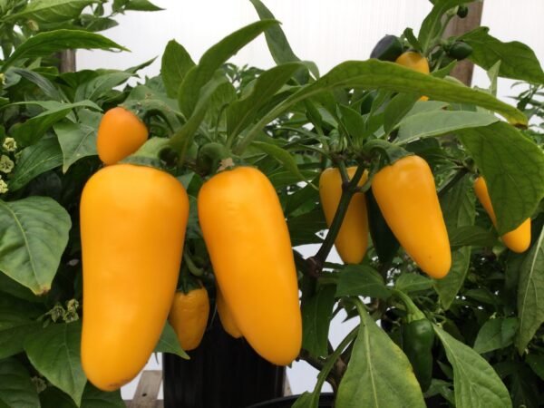 Lemon Spice Jalapeno Pepper Heirloom Seeds Grown in Sudbury, Ontario, Canada. Grown Organically. Heritage Hobby Seed Ark.