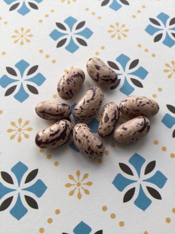 Weinanderin La Vigneronne Pole Bean Heirloom Seeds Grown in Sudbury, Ontario, Canada. Grown Organically. Heritage Hobby Seed Ark.