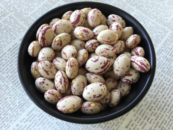 Tonawanda Strawberry Semi-Runner Bean Heirloom Seeds Grown in Sudbury, Ontario, Canada. Grown Organically. Heritage Hobby Seed Ark.