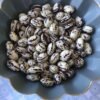 Khabarovsk Pole Bean Heirloom Seeds. Grown in Sudbury, Ontario, Canada. Organically Grown. Heritage Hobby Seed Ark.