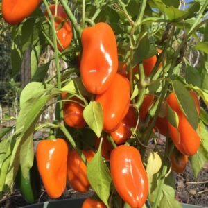 Lunchbox Orange Pepper Heirloom Seeds Grown in Sudbury, Ontario, Canada. Grown Organically. Heritage Hobby Seed Ark.