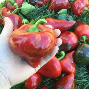 Lesya Pepper Heirloom Seeds Grown in Sudbury, Ontario, Canada. Grown Organically. Heritage Hobby Seed Ark.