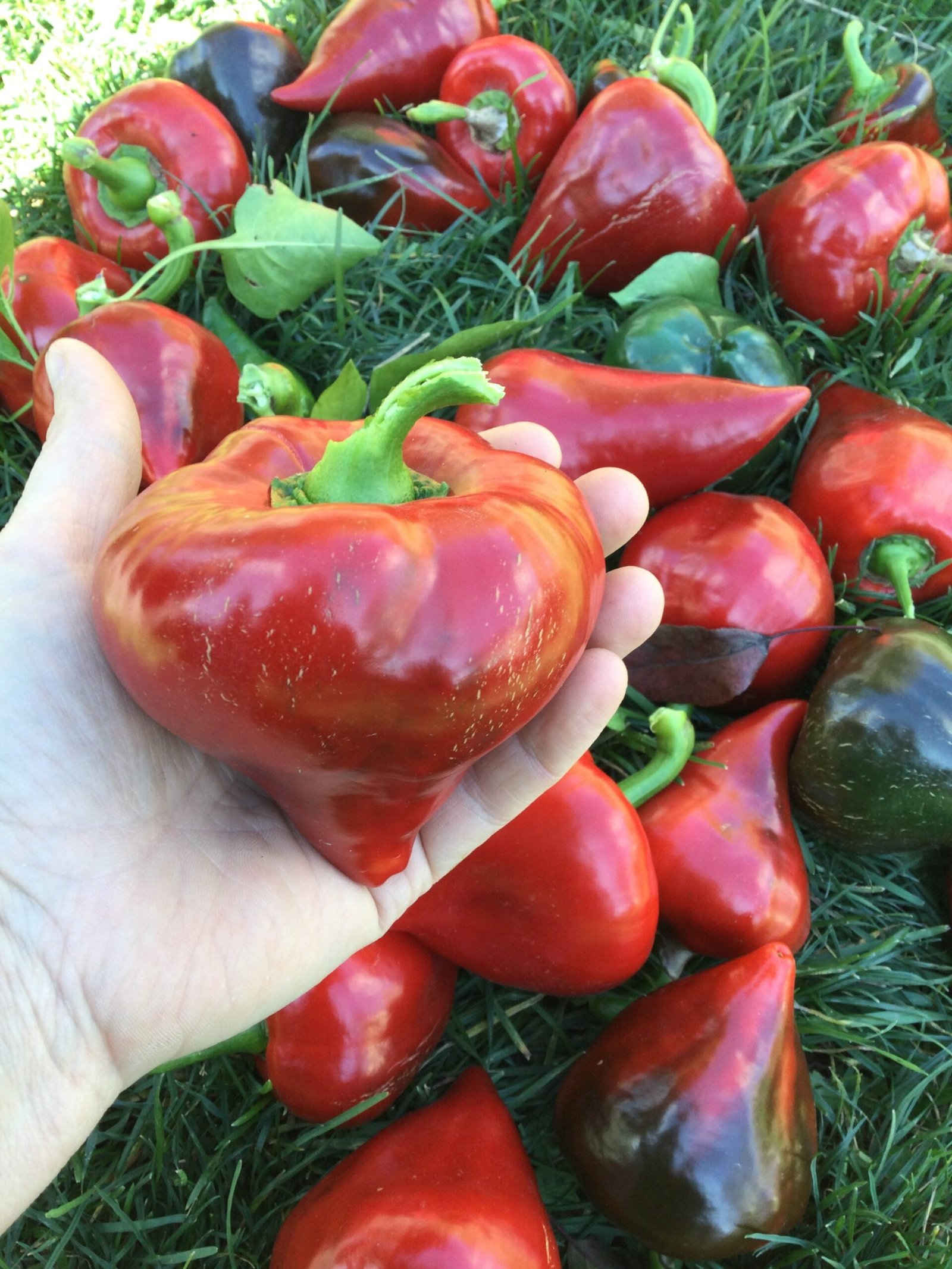 thumbnail image 2 of ORGANIC SEED Pepper: Sweet Pepper Medley -Prairie Road Organic – Prairie Road Organic Seed 2 of 13