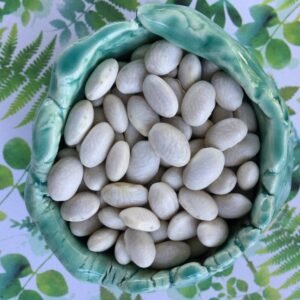 Harwig's Belgium Heirloom Pole Bean Heirloom Seeds. Grown in Sudbury, Ontario, Canada. Organically Grown. Heritage Hobby Seed Ark.