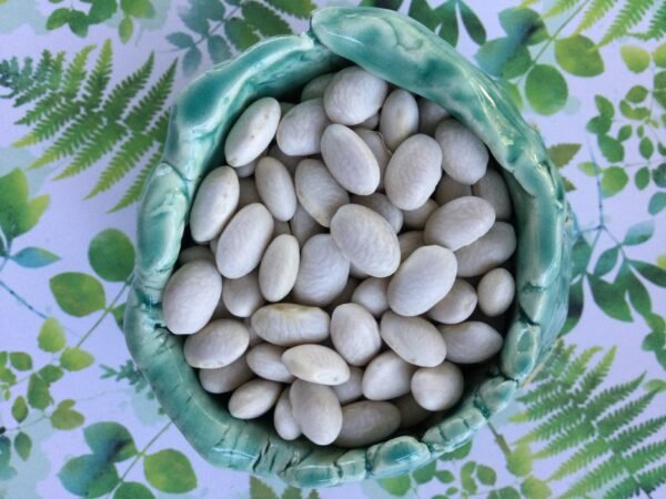 Harwig's Belgium Heirloom Pole Bean Heirloom Seeds. Grown in Sudbury, Ontario, Canada. Organically Grown. Heritage Hobby Seed Ark.