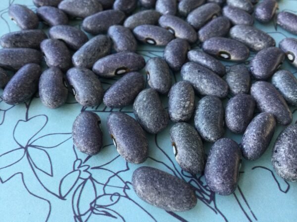 Cyrus Gray Bush Bean Heirloom Seeds. Grown in Sudbury, Ontario, Canada. Organically Grown. Heritage Hobby Seed Ark.