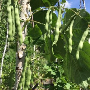 Potomac Pole Bean Seeds
