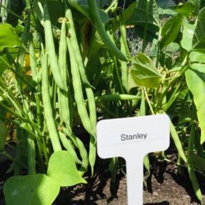 Stanley Bush Bean Seeds