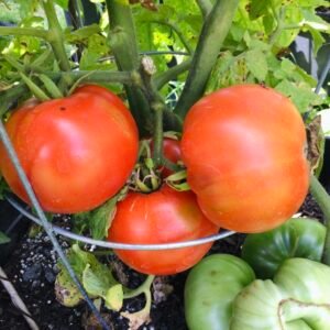Dwarf Waratah Tomato Seeds