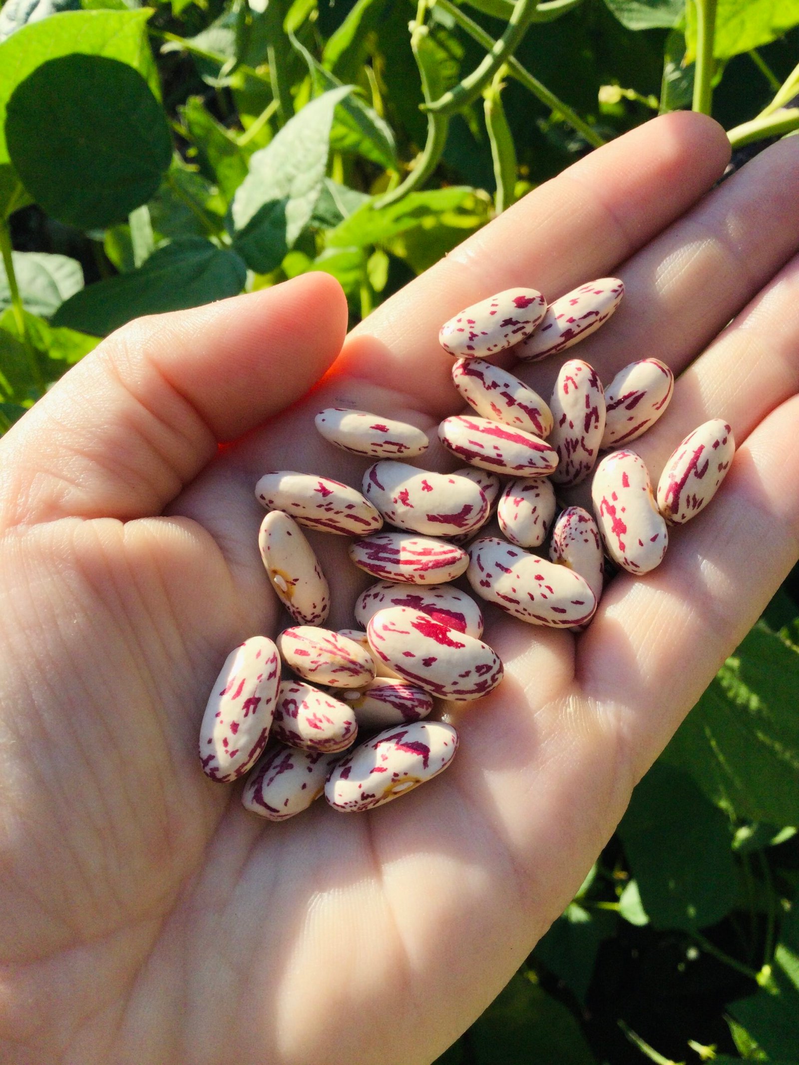 Mor Kristin Spritböna Bush Bean Seeds