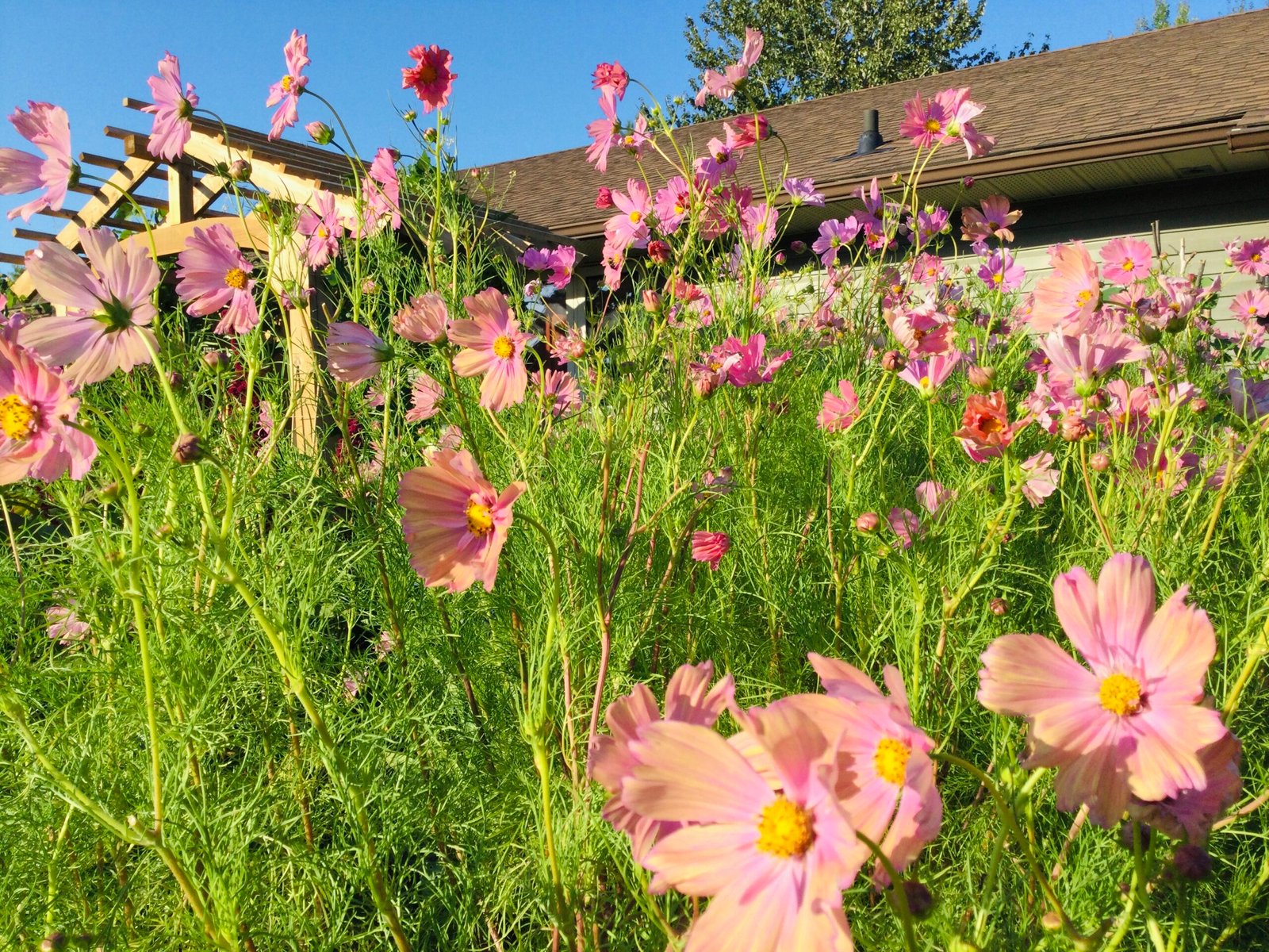 Apricotta Cosmos Seeds - Image 3