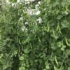 Sugaree Snap Pea Heirloom Seeds Grown in Sudbury, Ontario, Canada. Grown Organically. Heritage Hobby Seed Ark.