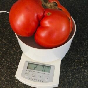 Koroleva Tomato Seeds