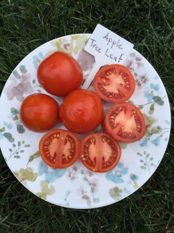 Apple Tree Leaf Tomato Seeds