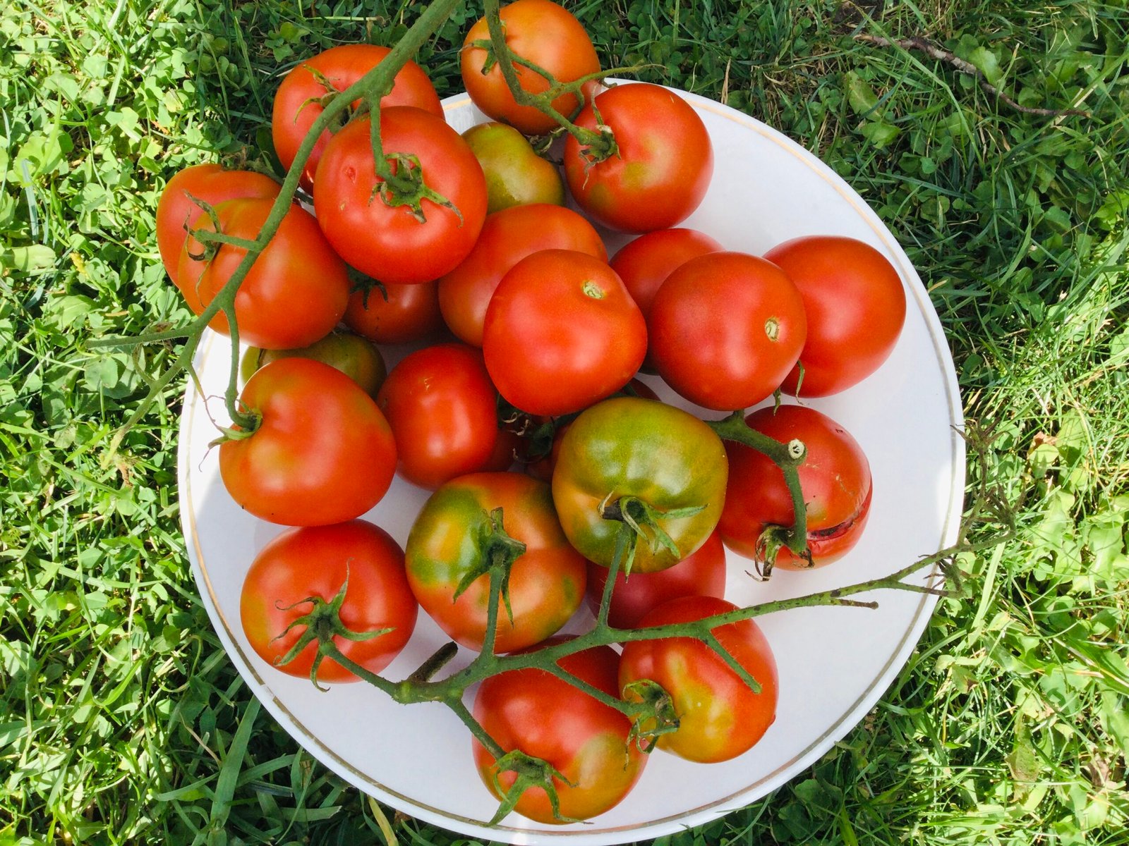 Northern Delight Tomato Seeds