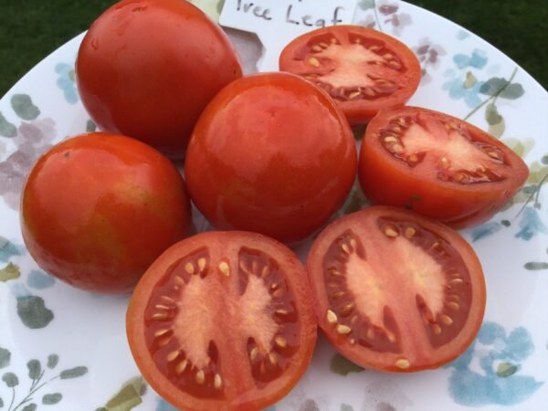 Apple Tree Leaf Tomato Seeds