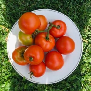 Supergonets Tomato Seeds